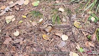 A walk with my stepsister in the forest park turns into a hot encounter